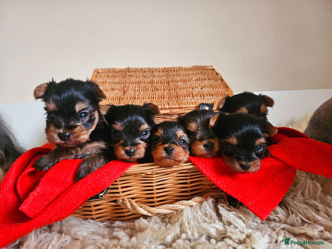 Yorkshire Terrier dogs for sale: True Miniature Yorkshire Terrier Puppies  - Advert 10
