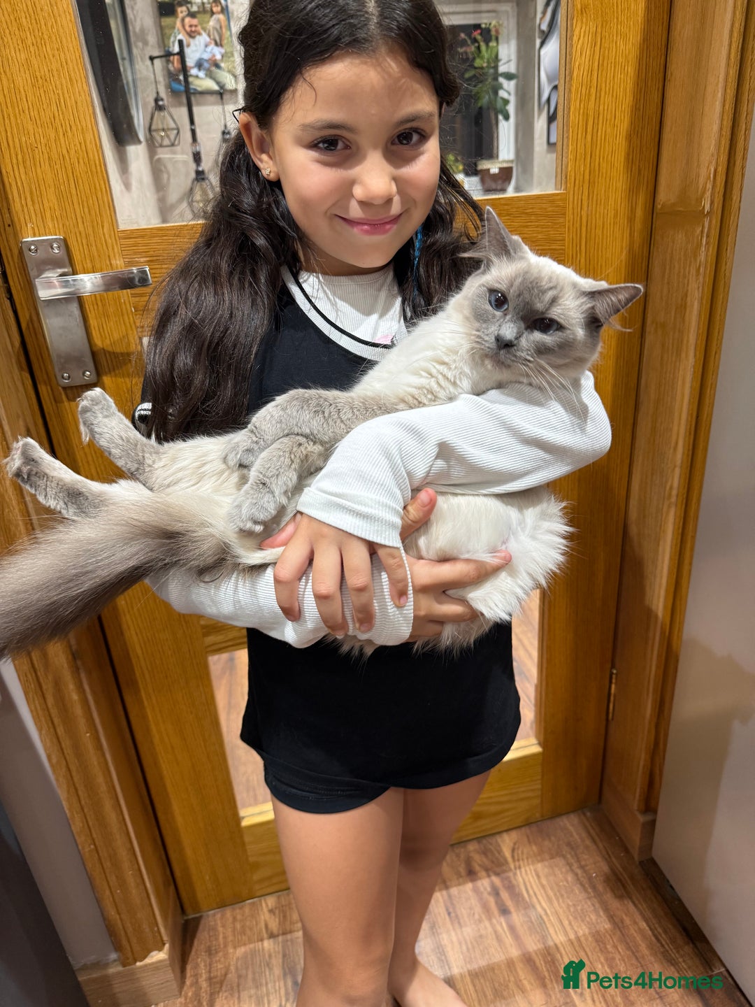 Ragdoll cats for sale: Stunning Ragdoll Kittens Ready soon - Image 11