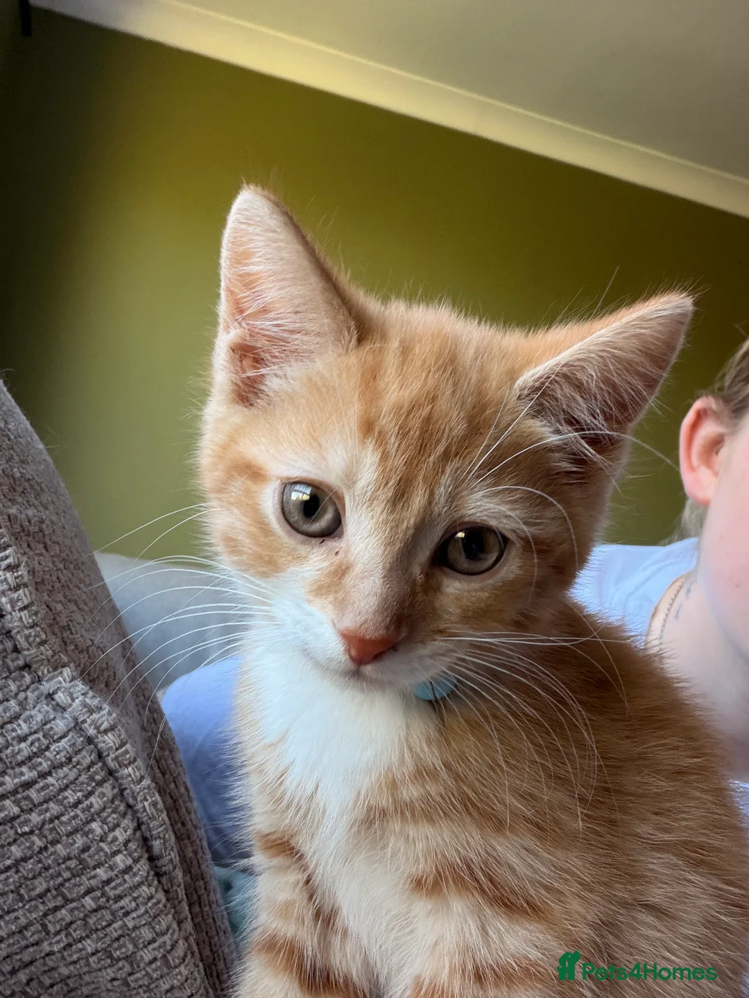 Mixed Breed cats for sale: Two playful kittens - Advert 2