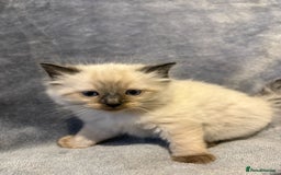 Ragdoll cats for sale: Beautiful ragdoll kittens for sale  - Advert 3