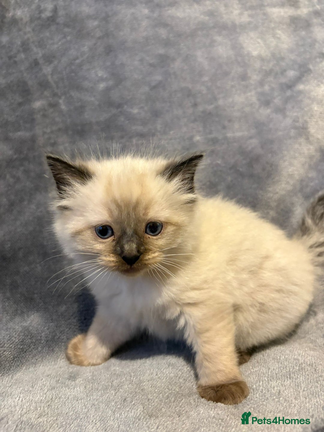 Ragdoll cats for sale: Beautiful ragdoll kittens for sale  - Advert 3