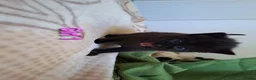 Mixed Breed cats for sale: 5 Lovely kittens looking for a home!! - Advert 26