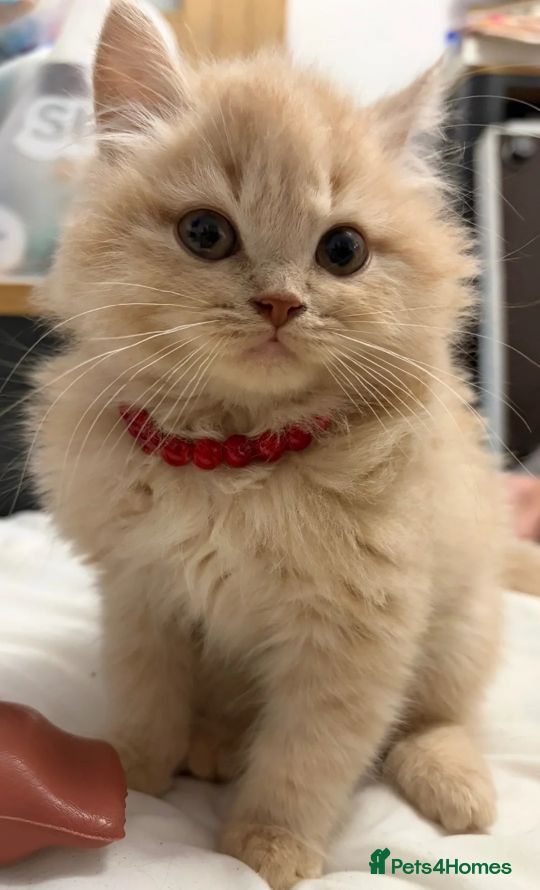 Mixed Breed cats for sale: Absolutely beautiful British shorthair X mainecoon in Hexham - Advert 3
