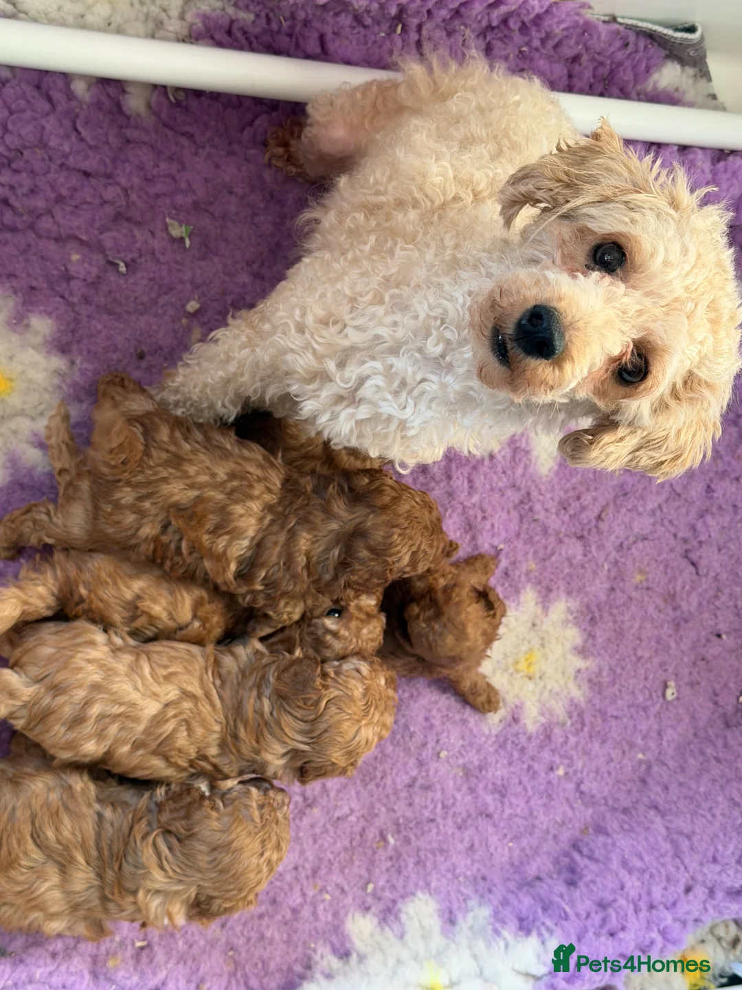 Toy Poodle dogs for sale: Exquisite Toy poodle female puppy - Advert 2