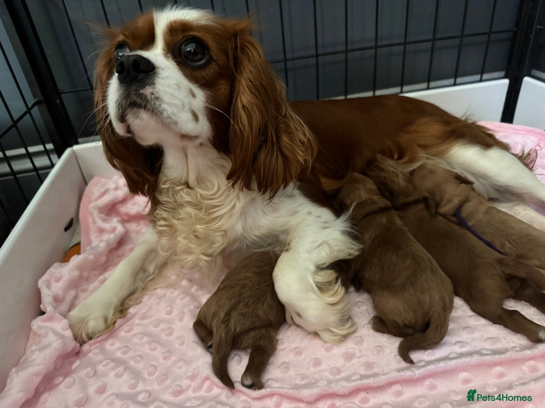 Cavapoo dogs for sale: F1 RED CAVAPOOS LICENSED KC HEALTH TESTED PARENTS  - Image 10