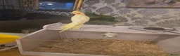 Cockatiels birds for sale: Cockatiel hand reared  - Advert 3