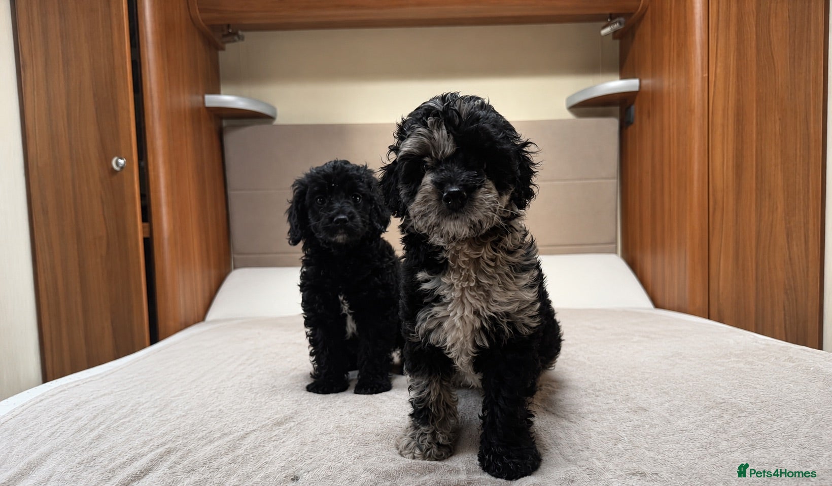 Cockapoo dogs Cockapoo pups available now - Advert 1