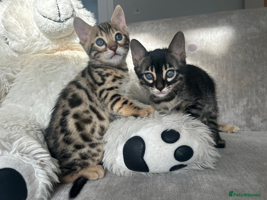 Bengal cats for sale: Stunning Bengal Kittens - TICA Registered - Image 18