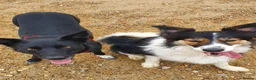 Border Collie dogs for sale: Border Collie - Advert 13