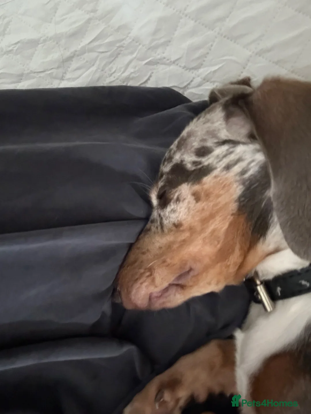 Miniature Dachshund dogs for sale: Mini daschund dapple  - Advert 6