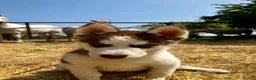 Siberian Husky dogs for sale: Beautiful Purebred Red Siberian Husky Girls - Advert 35
