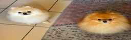 Pomeranian dogs for sale: Female Pomeranian  - Advert 5