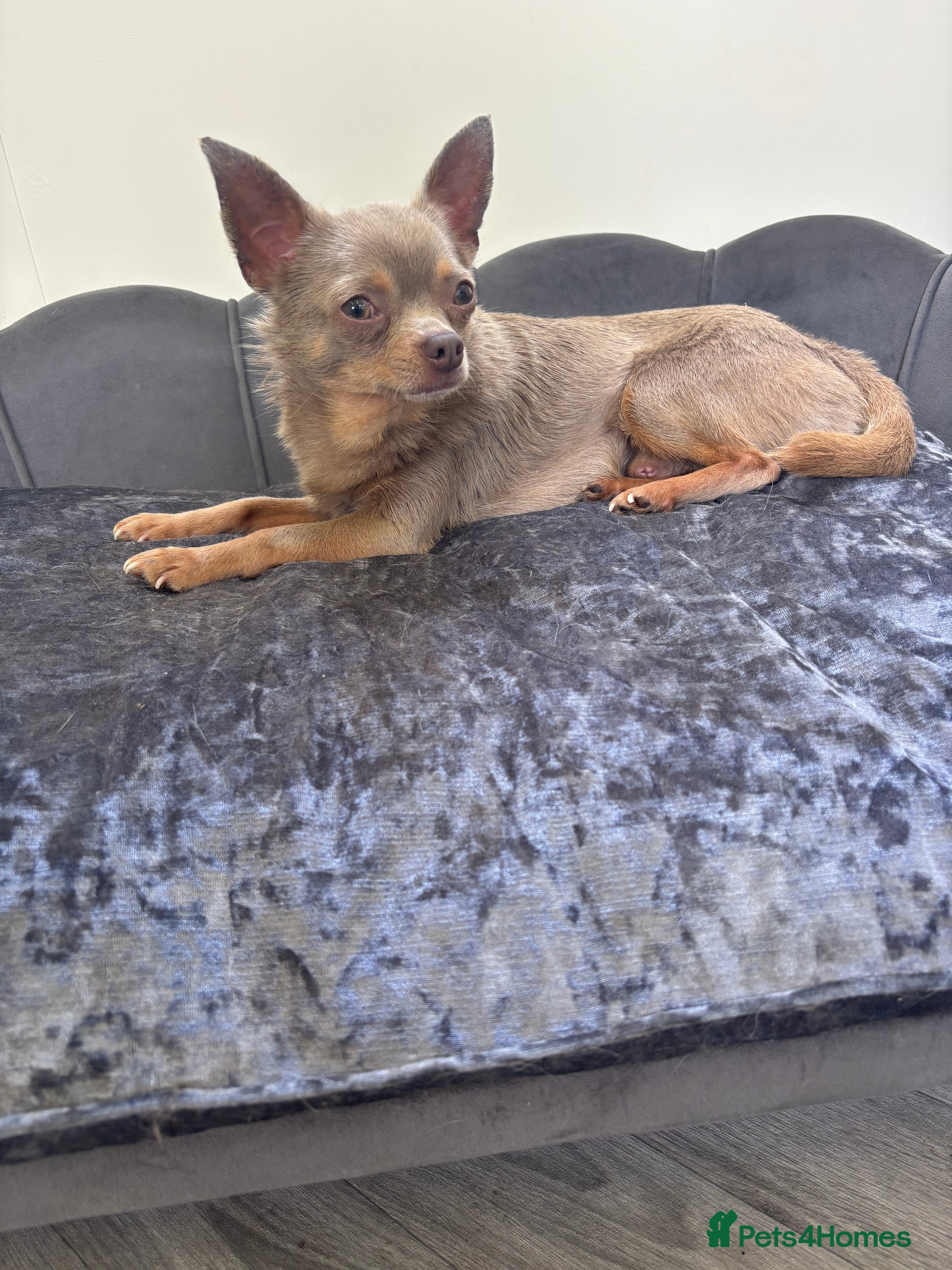 Chihuahua dogs KC Reg lilac Stunning Stud Boy in Bury Saint Edmunds - Advert 21