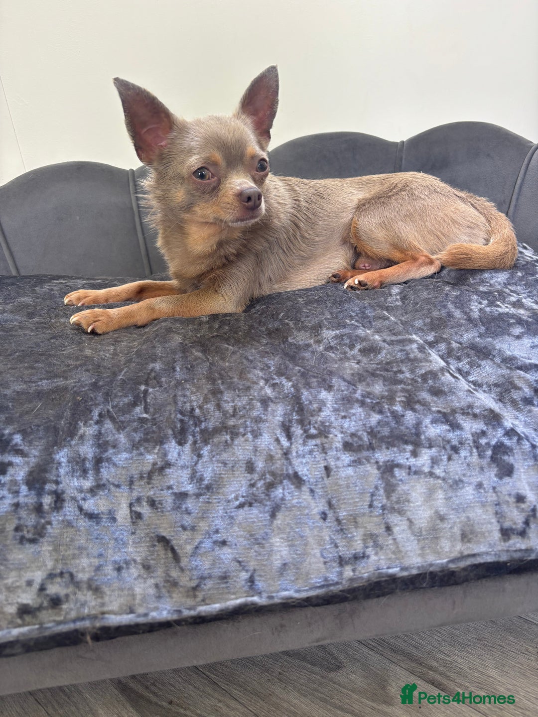 Chihuahua dogs for stud: KC Reg lilac Stunning Stud Boy in Bury Saint Edmunds - Image 1