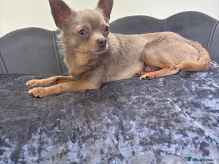 Chihuahua dogs in Bury Saint Edmunds - Advert 4