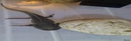 Axolotl reptiles for sale: Axolotl (Wild, Male) - Advert 6