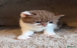British Shorthair cats for sale: Champion lines bi colour cinnamon kittens  - Image 11