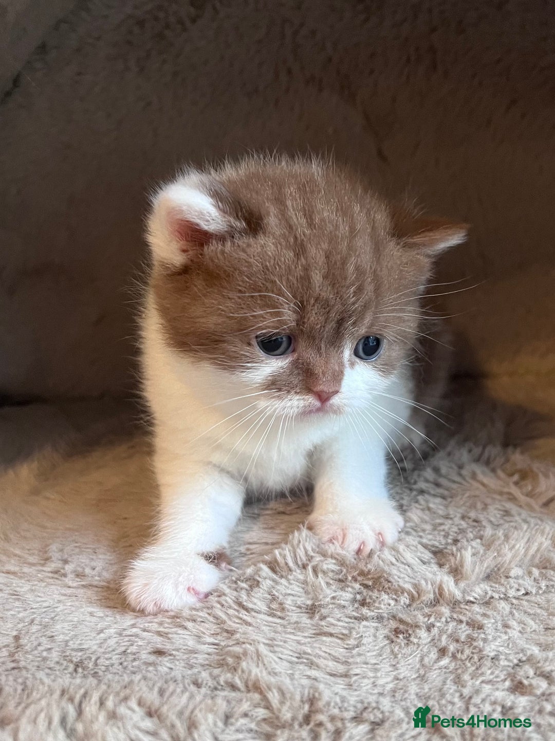 British Shorthair cats for sale: Champion lines bi colour cinnamon kittens  - Image 11