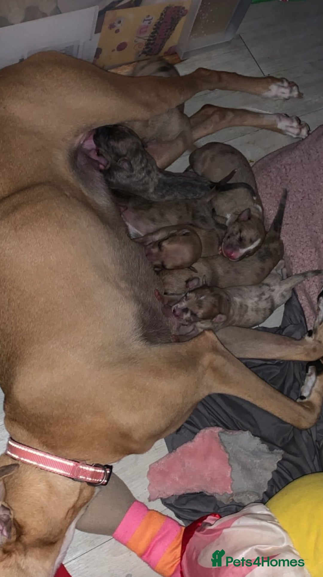 Lurcher dogs for sale: Lurcher puppy - Advert 3