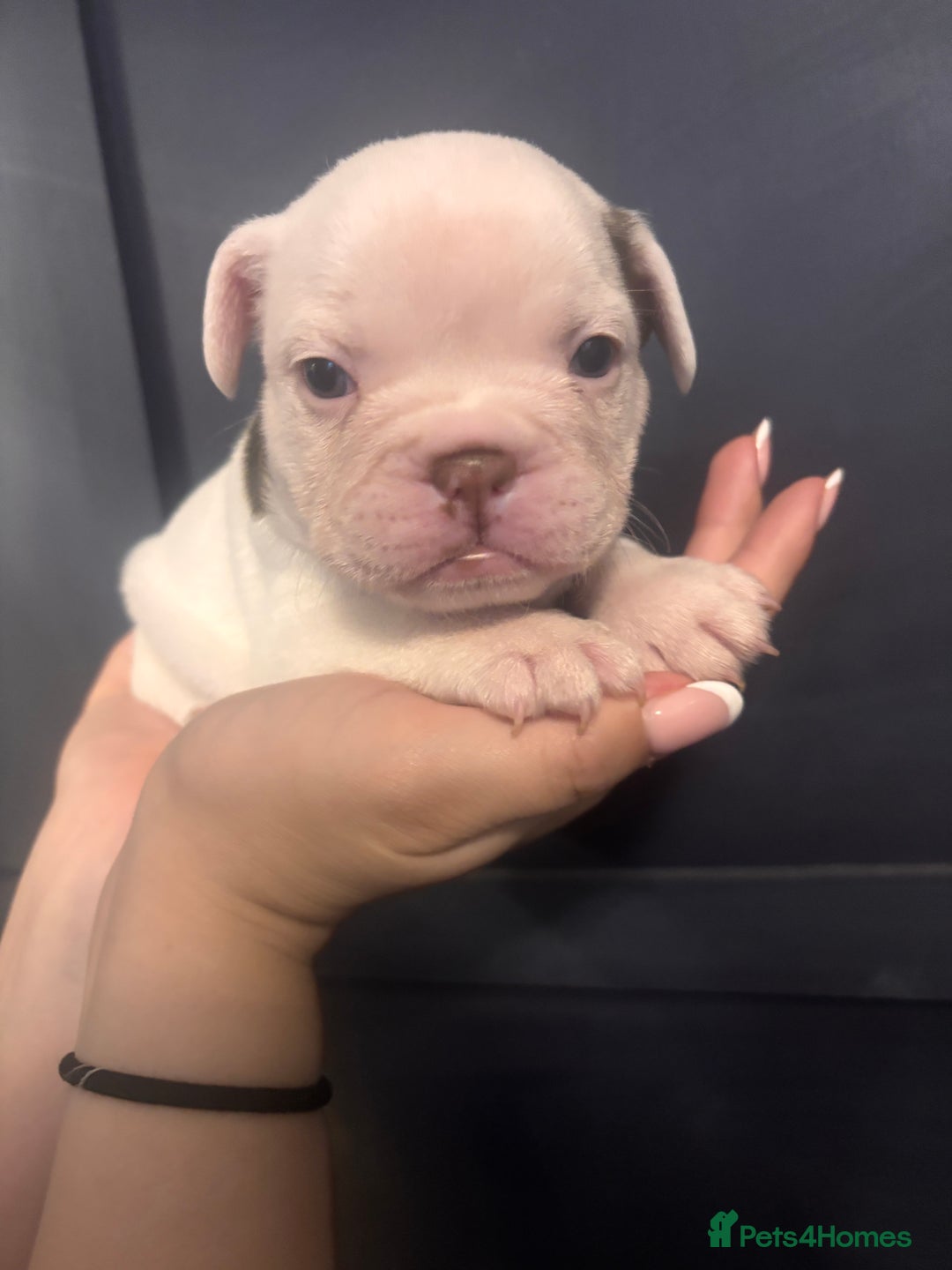 French Bulldog dogs for sale: Beautiful chunky Frenchie pups - Image 18