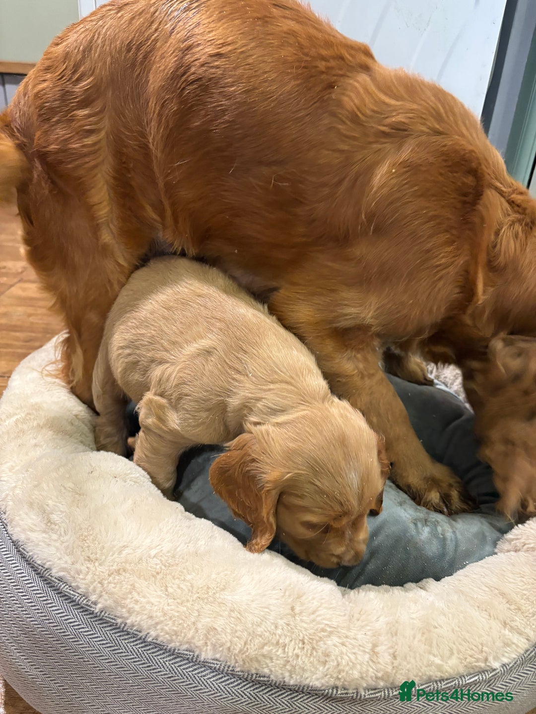 Cocker Spaniel dogs for sale: Cocker Spaniel Litter - Advert 2