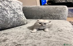 Persian cats for sale: 3 Pure bred male Persian kittens for sale  - Image 8