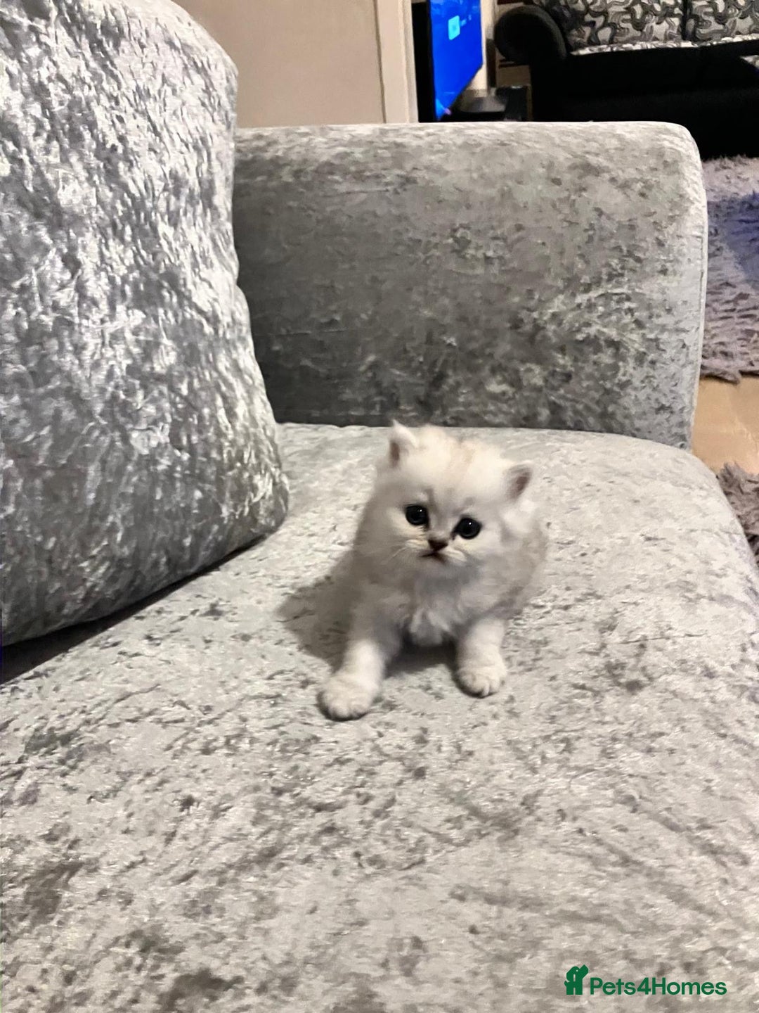 Persian cats for sale: 3 Pure bred male Persian kittens for sale  - Image 8