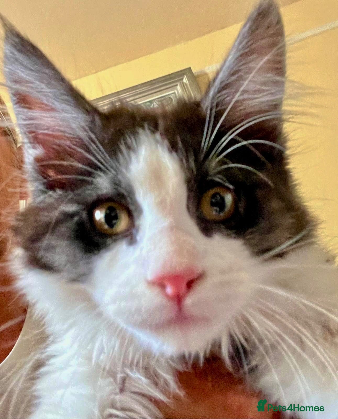 Maine Coon cats Stunning MaineCoon Kitten–Champion Bloodline - Advert 2