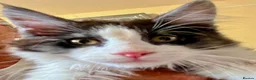 Maine Coon cats for sale: Stunning MaineCoon Kitten–Champion Bloodline - Advert 4