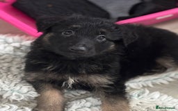 German Shepherd dogs for sale: Stunning long haired chunky German Shepard pups.  - Image 5