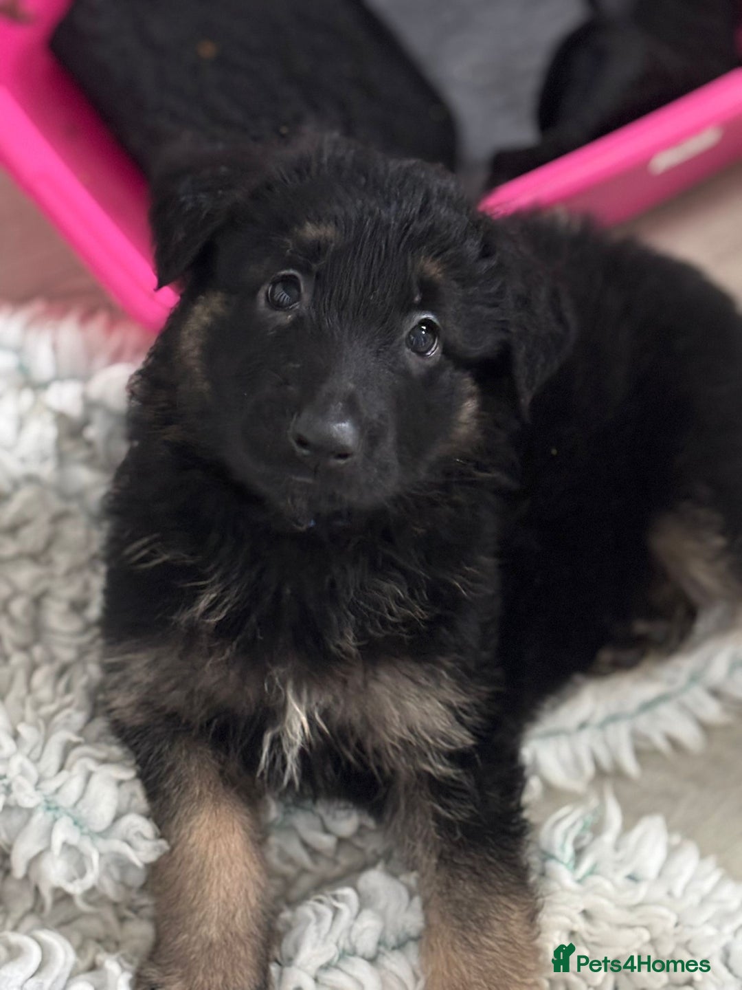 German Shepherd dogs for sale: Stunning long haired chunky German Shepard pups.  - Image 5