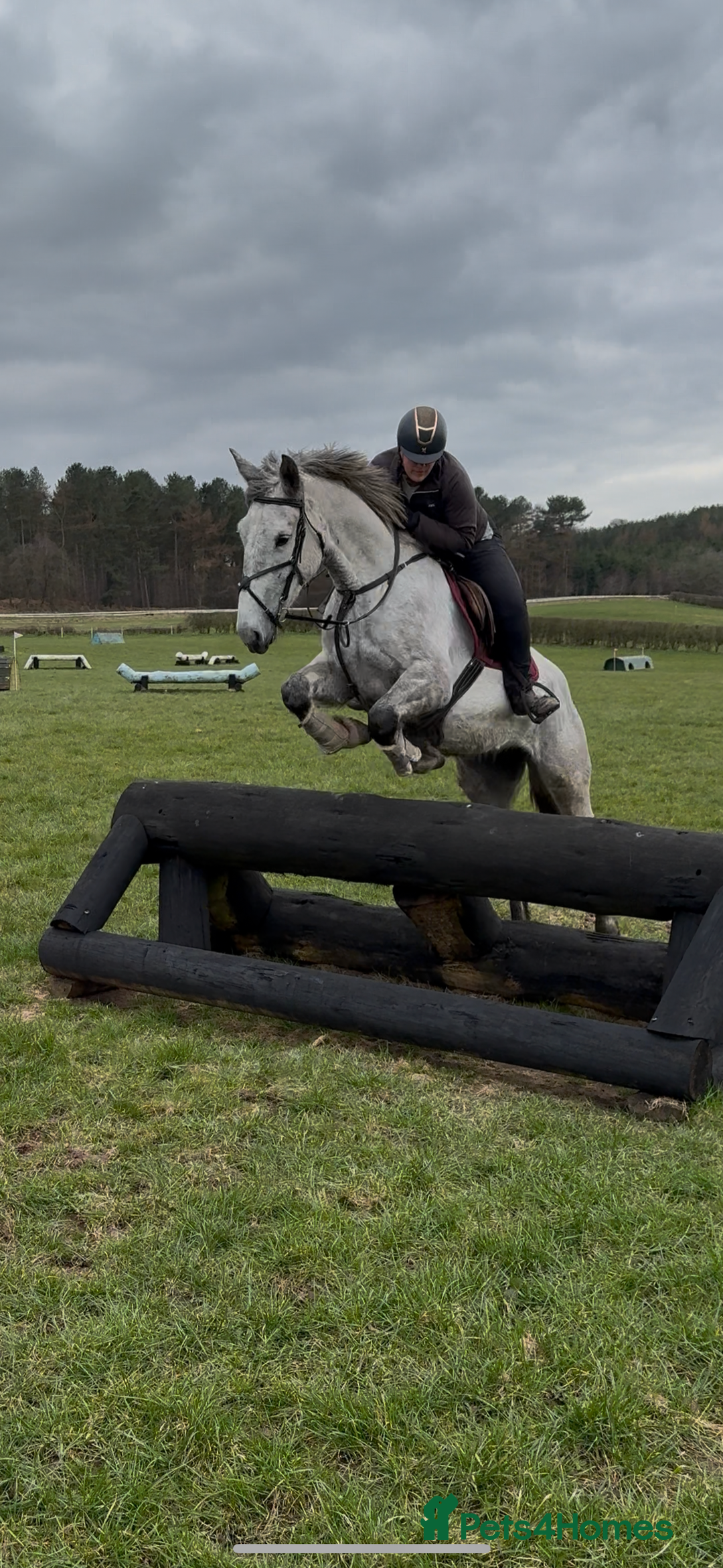 Irish Draught horses for sale: 16.3hh all round mare for sale  - Advert 7