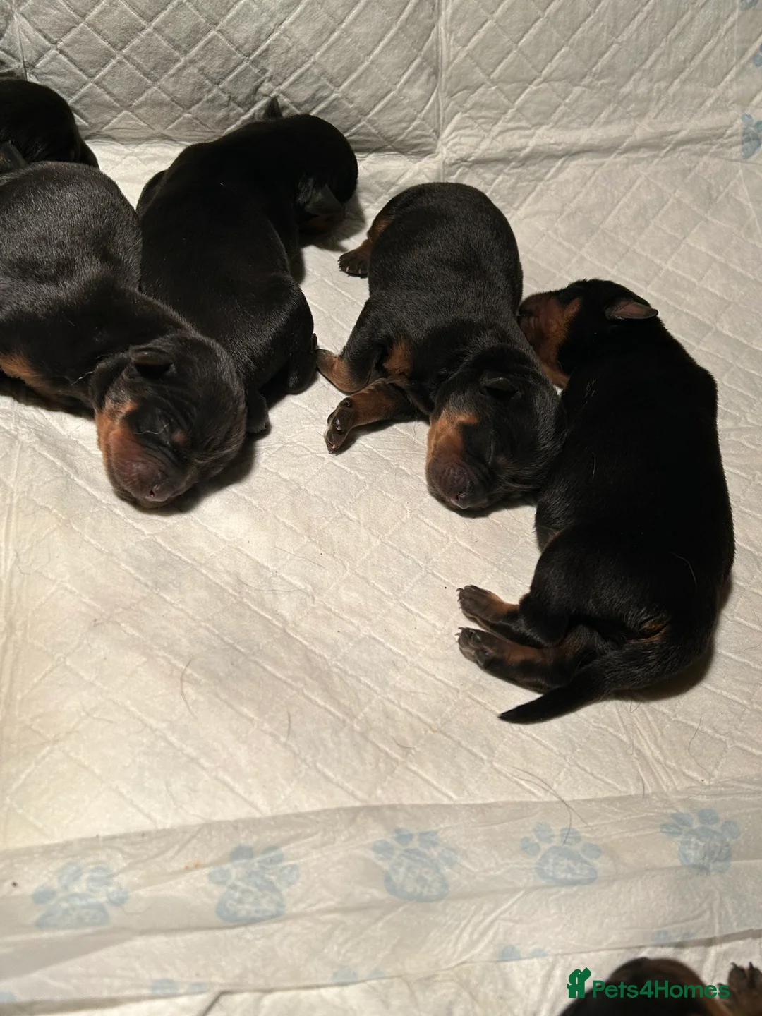 Rottweiler dogs for sale: KC Registered Champion Bloodline Rottwiler Puppies in Leeds - Advert 2