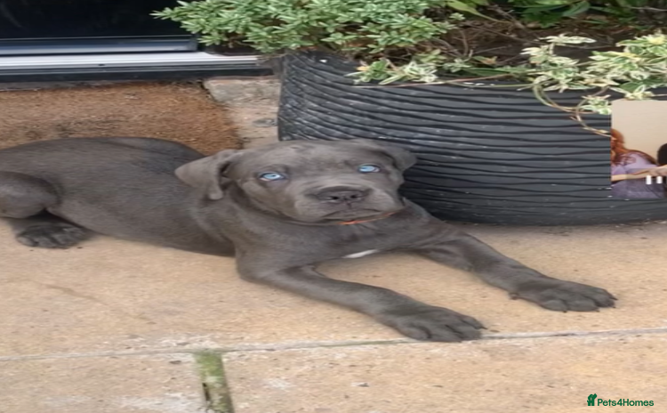 Cane Corso dogs in Liverpool - Advert 2