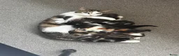 Brazilian Shorthair cats for sale: Beautiful Brazilian Shorthair male - Advert 2