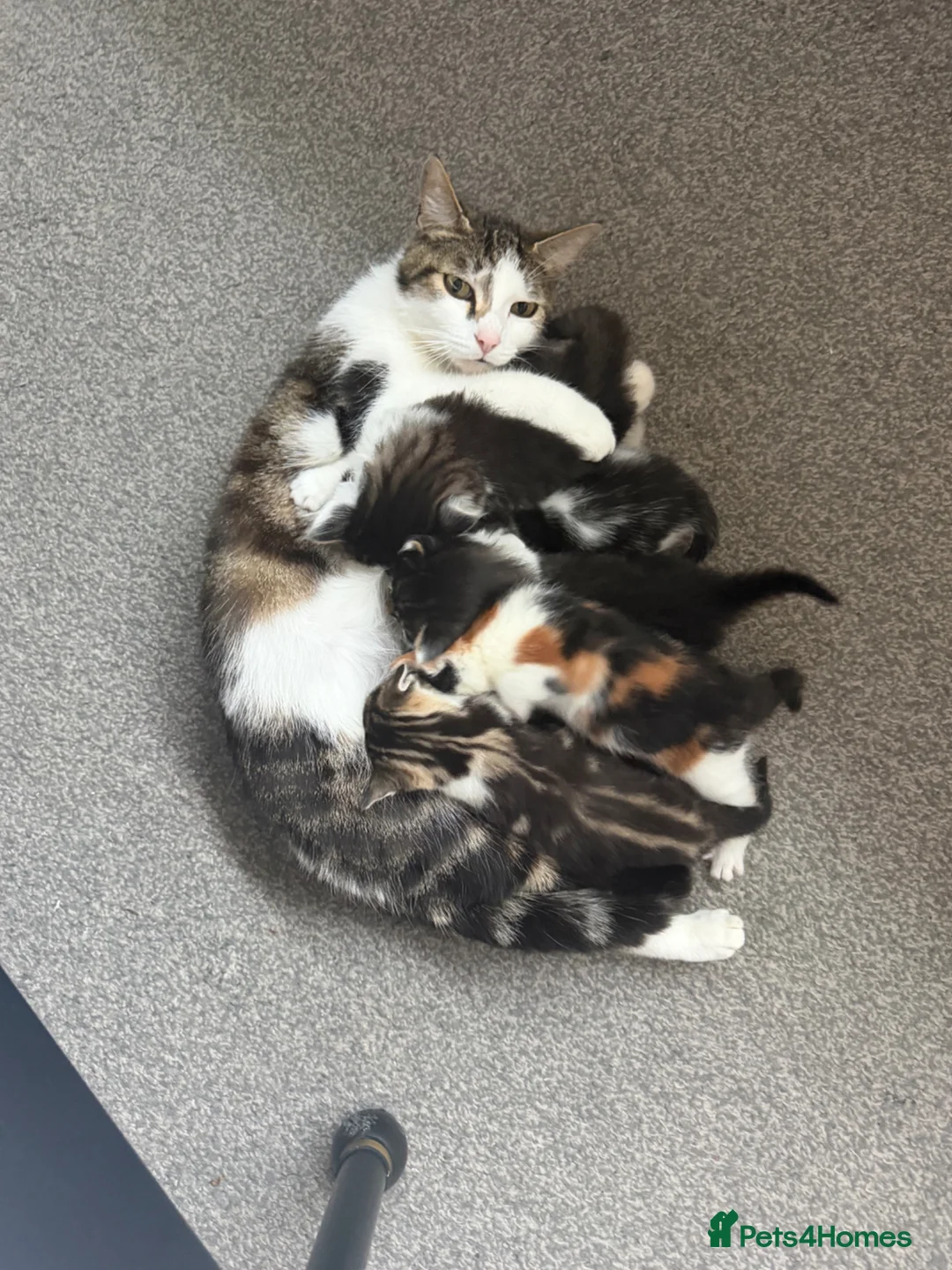 Brazilian Shorthair cats for sale: Beautiful Brazilian Shorthair male - Advert 2