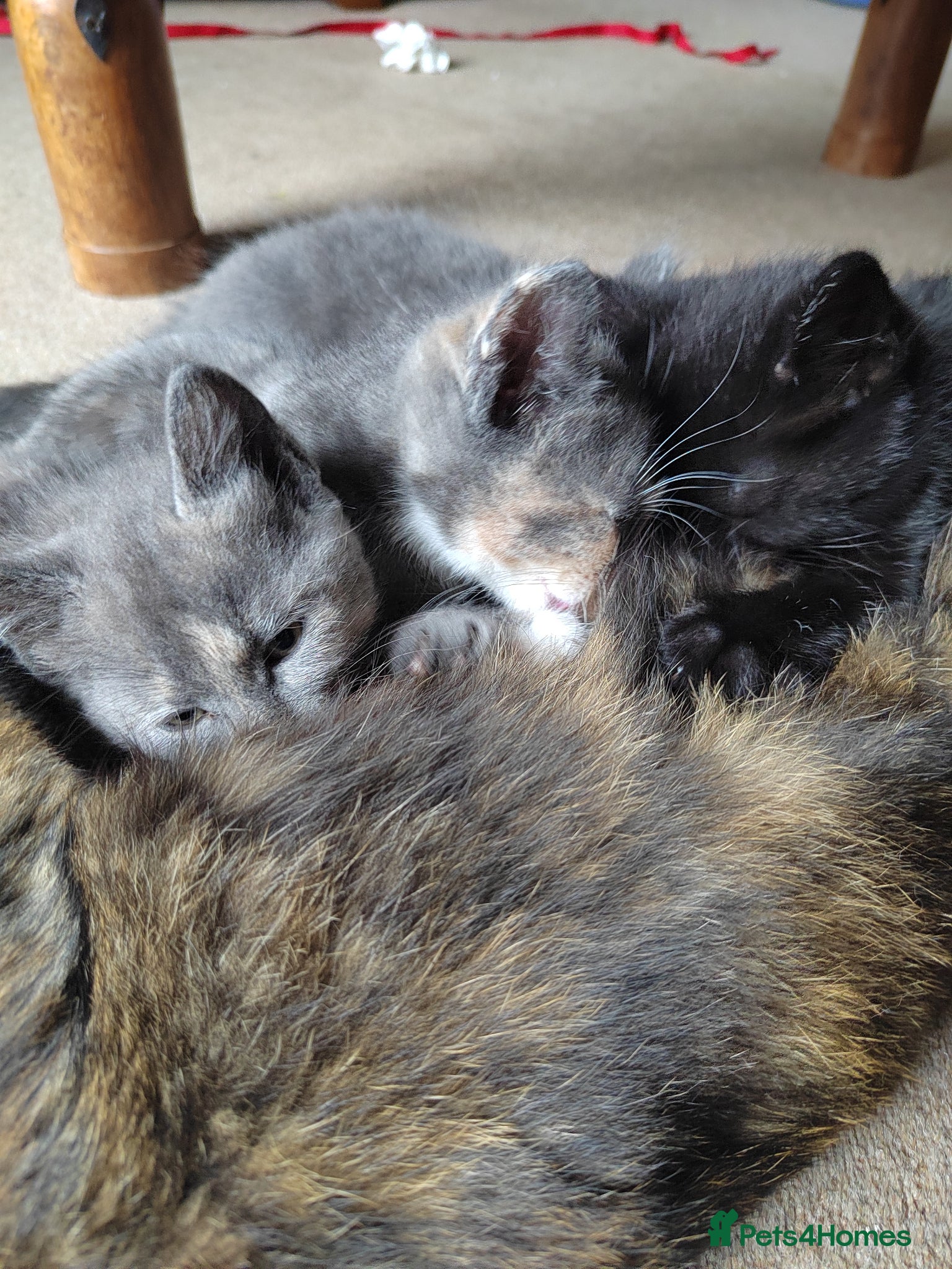 Mixed Breed cats for sale: Beautiful grey, tortoiseshell, black kittens in Wakefield - Advert 10