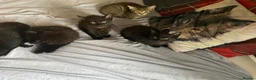 Mixed Breed cats for sale: 3 Beautiful Kittens - Advert 8