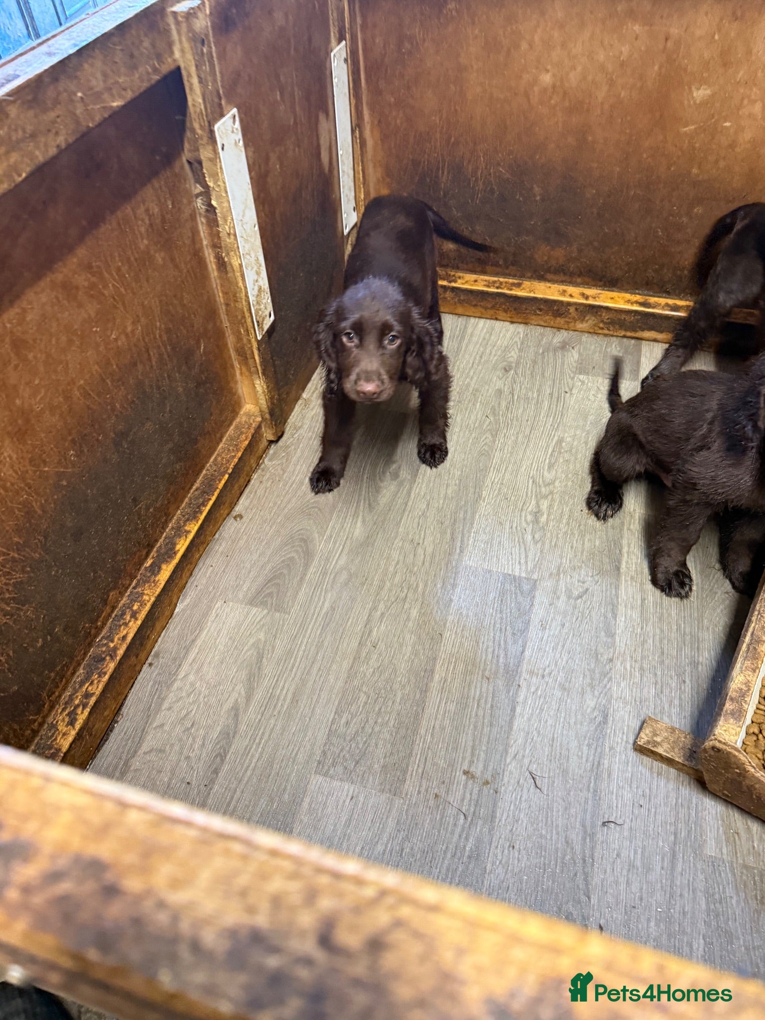 Cocker Spaniel dogs £800 my nickname is big tubs i love cu - Advert 2