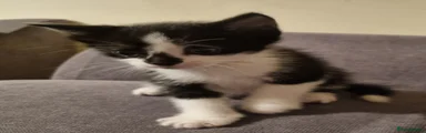 Domestic Shorthair 2