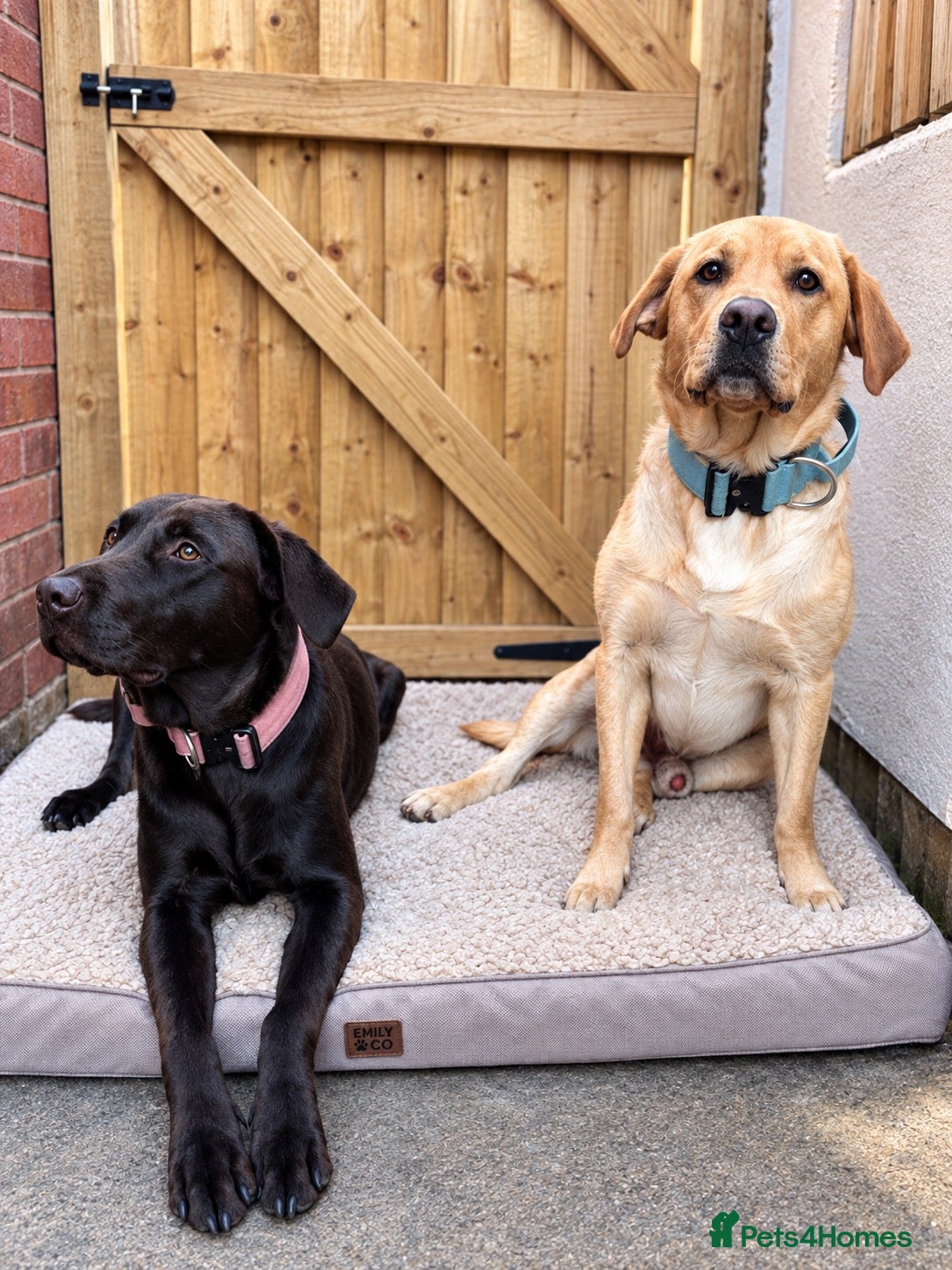 Labrador Retriever dogs Labrador Full Pedigree-Black - Advert 14