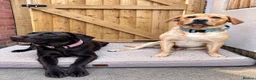Labrador Retriever dogs for sale: Labrador Full Pedigree-Black - Advert 10
