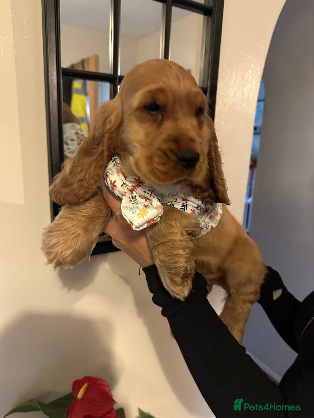 Cocker Spaniel dogs for sale: KC Golden Show Cocker Spaniel  READY TO GO! - Advert 33