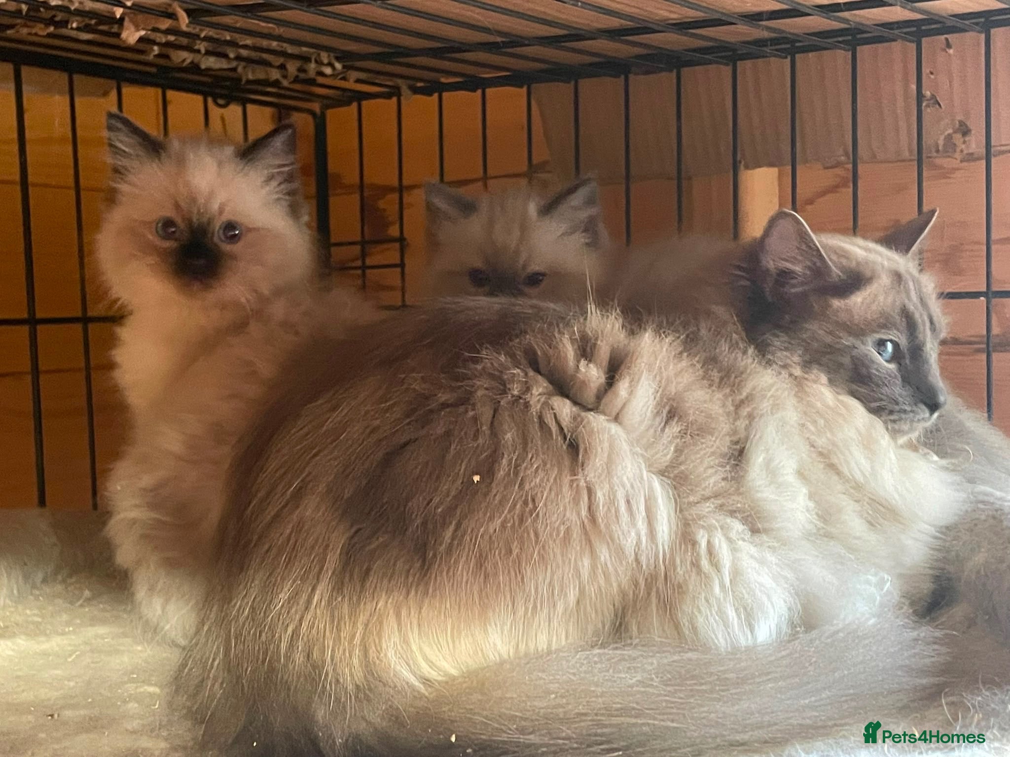 Ragdoll cats Gorgeous ragdoll boys  - Advert 1