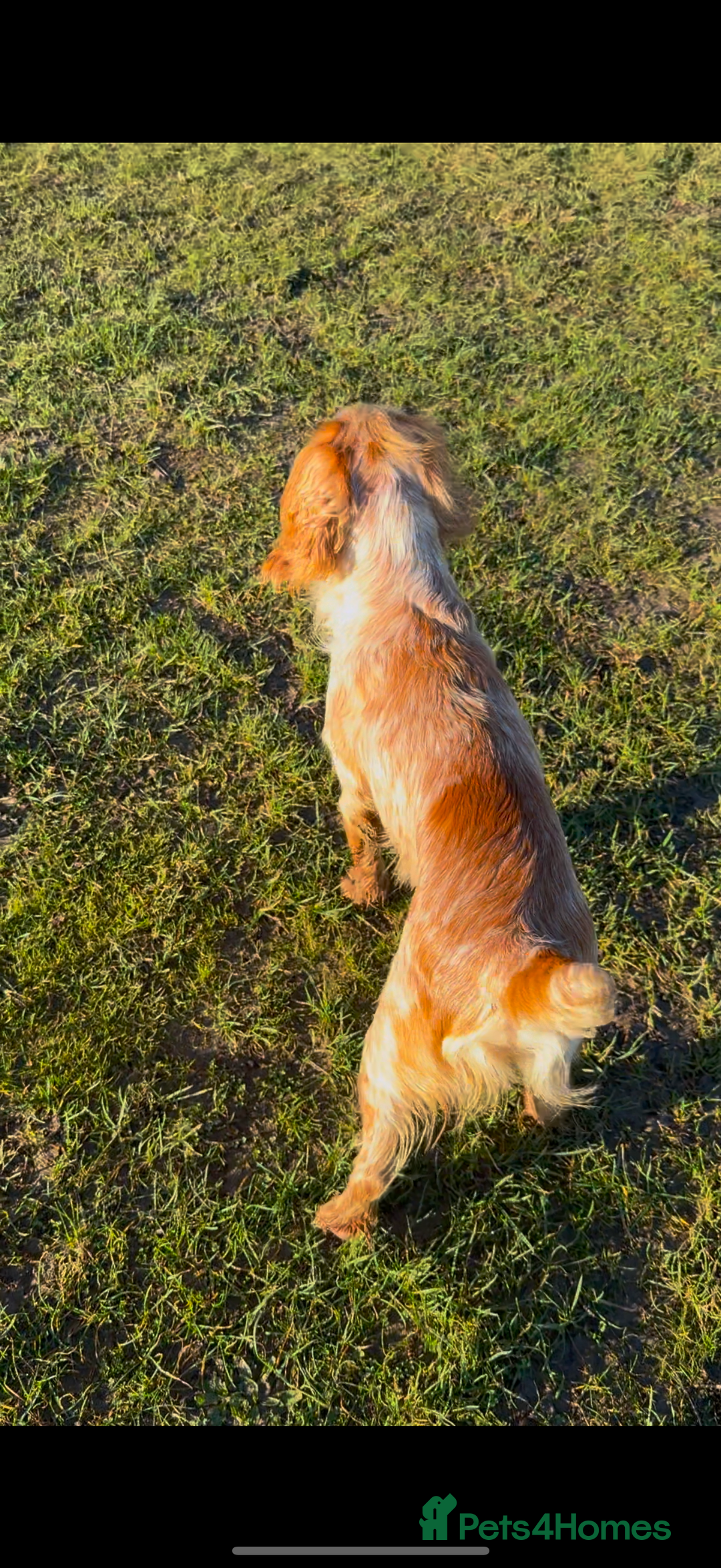 Cocker Spaniel dogs for stud: Working cocker Spainel standing at stud  in Royston - Image 6