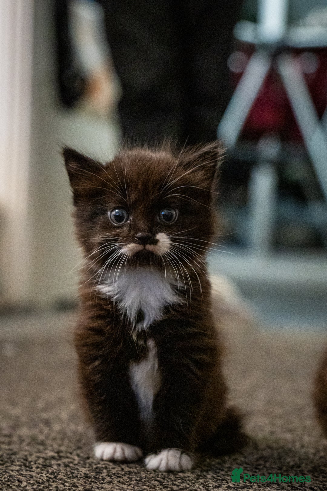 Mixed Breed cats for sale: 🐾 Two Kittens Looking for a Loving Home 🐾 - Advert 9