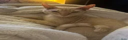 Sphynx cats for sale: SPHYNX FAMAIL 1 YEAR in Barnsley - Advert 3