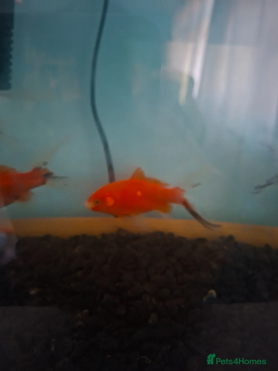 Goldfish fish for sale: 4 gold fish  in Chichester - Advert 2