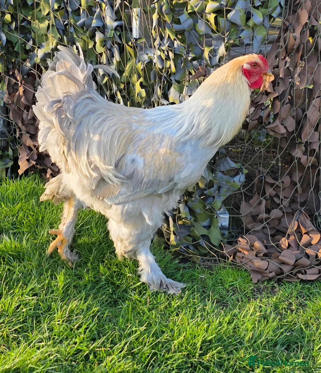 Chickens poultry for sale: Gorgeous Isabella Brahma Boy - Advert 1