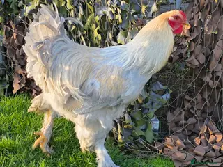 Chickens poultry Gorgeous Isabella Brahma Boy - Advert 5